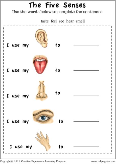 5 Senses Worksheet, Five Senses Worksheet, Our Five Senses, Worksheets For Class 1, Holiday Homework, The Five Senses, Month Of August, 5 Senses, Five Senses