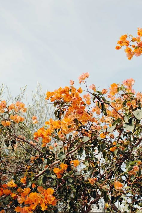 Bougainvillea on Crete by Ulrika Ekblom Photography Foto Muro Collage, Wallpaper Estetika, Orange Walls, Orange Aesthetic, Picture Collage Wall, Photo Wall Collage, Art Collage Wall, Bougainvillea, Picture Collage