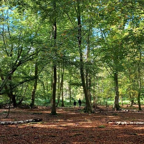 Gorgeous light & colours walking through Epping Forest, High Beech today. Still very lush green with a few hints of autumn — ferns crispening & changing colour and the odd golden leaf & mushroom. Also spotted a beautiful large dragonfly vibrant blue and green. #eppingforest • #highbeech • #highbeach • #forestwalk • #artmemos • #naturememos • #forestmemos • #earlyautumn ♡ Autumn Fern, Epping Forest, Light Colours, Golden Leaf, Golden Leaves, Early Fall, Vibrant Blue, Lush Green, Nature Photos