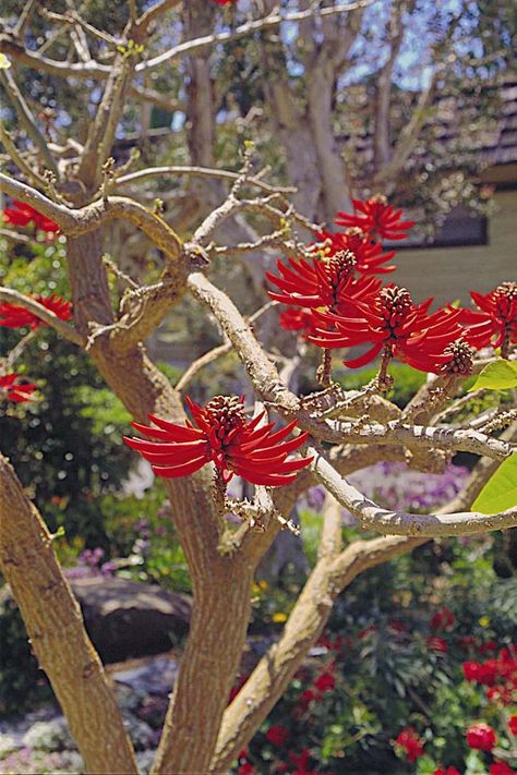 African coastal coral tree (Erythrina caffra) blooms with spectacular clusters of tubular red flowers from winter until early spring in desert climates. Copyright ©2000 by Dolezal & Associates. All Rights Reserved. grownbyyou.com Drought Resistant, Southern Africa, Garden Layout, Spring Blooms, Growing Tree, Trees And Shrubs, Trees To Plant, Beautiful Flowers, Coral