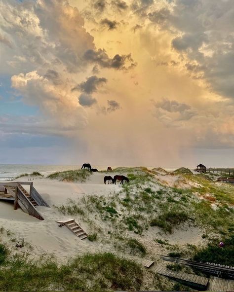 North Carolina Weekend on Instagram: “It's another #funfactfriday! Did you know #nc is home to wild horses in the Outer Banks? This sounds like a nice way—𝘯𝘦𝘪𝘨𝘩, a great way—to…” Corolla Outer Banks, Corolla North Carolina, Obx Nc, Nc Beaches, Corolla Nc, Obx Vacation, Outer Banks Nc, The Outer Banks, Carolina Beach