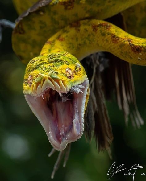 Green tree python Green Tree Python, Tree Python, Cape York, Cute Reptiles, Cute Snake, Beautiful Snakes, Pretty Animals, Green Tree, New Guinea