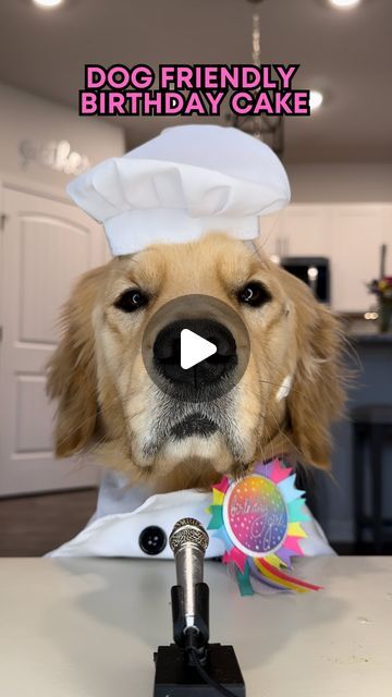 Pearl The Golden Girl & Liz Lang | Golden Retriever on Instagram: "A very special episode 🎤 Dog Friendly Birthday Cake because miss Pearl turns THREE🥹 🎉 ! Comment “Recipe” and we will send it to you via DM. Thank YOU for the love you’ve given Pearl and I this year. It has been one we’ll never forget. Stay tuned to the end of the reel to see how the cake turned out and even watch pearl pig out 🤭🐽😋 Peanut Butter Carrot Cake for Dogs 2 eggs 1/4 cup olive oil 1/3 cup applesauce 2/3 cups low fat milk 1/2 cup peanut butter Whisk Add 2 cups shredded carrots Add 2 cups wheat flour Add 2 teaspoons baking soda Mix and Add To Cake Pan Of Choice! Preheat oven to 350, bake for 30 minutes. Let cool, add any frosting or decorations, enjoy! #dogbirthday #dog #doglover #dogsofinstagram #birth Dog Friendly Birthday Cake, Golden Retriever Cake, Cake For Dogs, Doggy Birthday, Butter Carrots, Shredded Carrots, Dog Birthday Cake, Dog Cakes, Pet Stuff