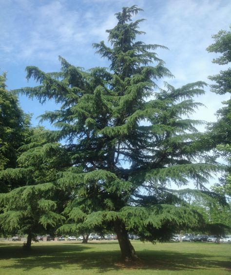 Deodar cedar - Sacramento Tree Foundation Deodar Cedar, Watering Trees, Cedrus Deodara, Coast Redwood, Tree Identification, Building Foundation, Street Trees, Tree Pruning, Cedar Trees