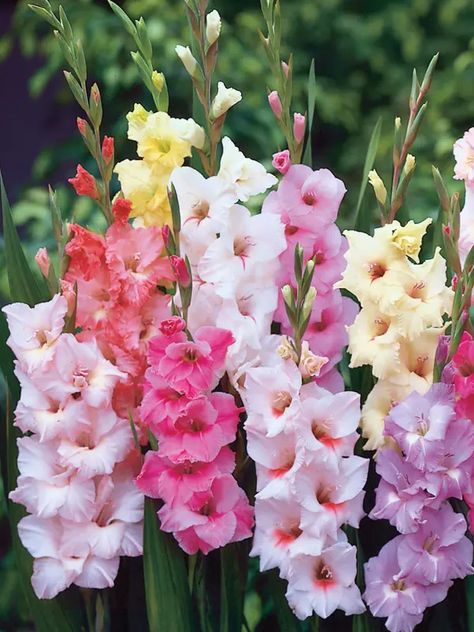 Gladiolus / Gladiola | Bluestone Perennials Gladiolus Bouquet, Landscape Border, Cut Garden, Gladiolus Flower, Flower Identification, Peach Cream, Flower Guide, Summer Bouquet, Lavender Pink