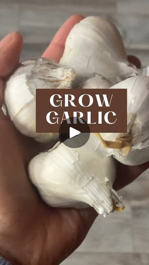 Garlic Hack, Cozy Courtyard, Garlic Planting, Garlic Plant, Garlic Garden, Gardening Beds, Grow Garlic, Garden Hacks Diy, Garden Companion Planting