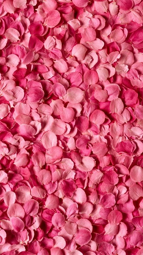 Rose Petals Wallpaper, Rose Petals Background, Petals Background, Pink Wallpaper Design, Petals Wallpaper, Pink Rose Petals, Fear Of Love, Peach Wallpaper, Pink Petals