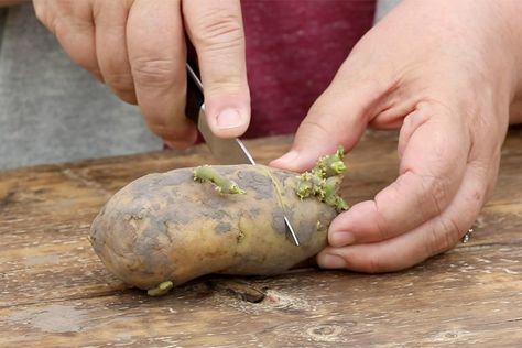 How to Plant Potatoes: Boiled, baked, fried or roasted home grown potatoes taste best! Here are two simple ways to plant potatoes and how to get the best harvest. How To Plant Seed Potatoes, Growing Potatoes From Sprouted Potatoes, When Do You Harvest Potatoes, When To Plant Potatoes, Plant Potatoes From Potatoes, Harvesting Potatoes, Potato Gardening, Types Of Potatoes, Planting Potatoes