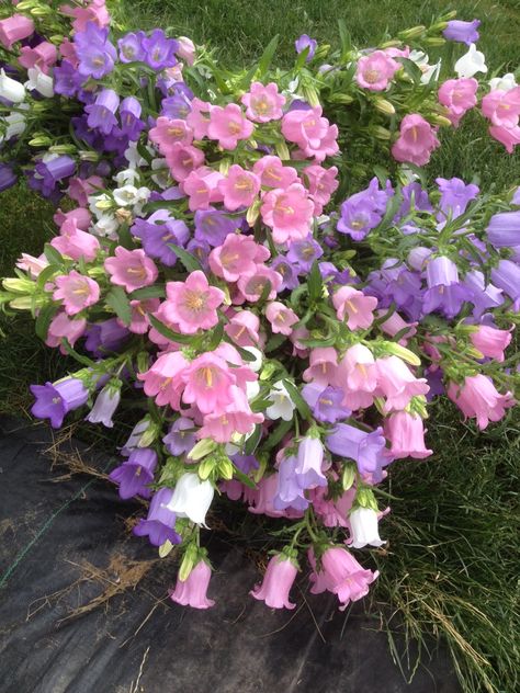 Pink Bell Flowers, Canterbury Bells Aesthetic, Canterbury Bells Bouquet, Bell Flowers Aesthetic, Canterbury Flowers, Canterberry Bells, Bell Flower Bouquet, Canterbury Bells Flower, Canterbury Bells