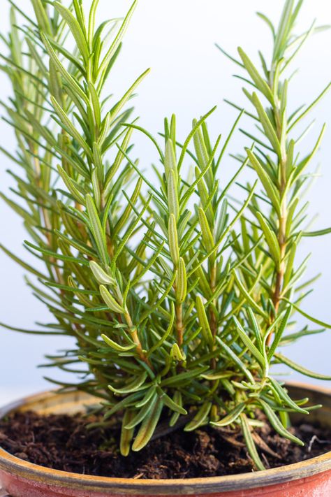 How to Grow Rosemary Indoors Grow Rosemary Indoors, Rosemary Plant Care, Growing Rosemary Indoors, How To Grow Rosemary, Grow Rosemary, Gardening Indoors, Greenery Plants, Growing Rosemary, Edible Gardening