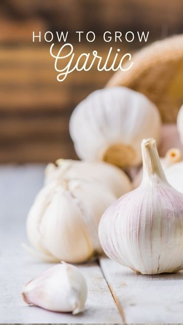 Garlic Plant, Harvest Garlic, Garlic Garden, Grow Garlic, Planting Garlic, Garlic Seeds, Growing Garlic, Seed Catalogs, Garden Journal