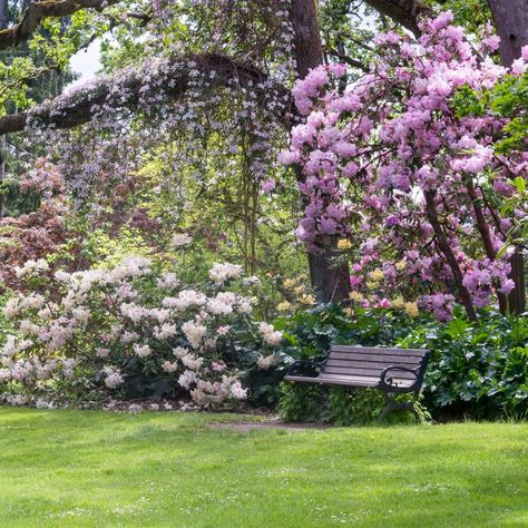 Using shade-loving perennials and shrubs with beautiful flowers, colorful leaves and lots of texture is the key to a stunning shade garden design. Get lots of shade garden ideas and inspiration with these landscape pictures and tips for how to build a shade garden. | Bushes To Plant Under Trees Shady Landscaping, Deer Resistant Shade Plants, Part Shade Perennials, Blue Flowering Plants, Shade Loving Shrubs, Kalmia Latifolia, Plants Under Trees, Shade Garden Design, House To Home