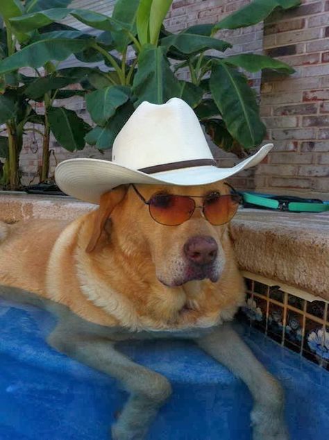 Goofy Dog, Dog With Glasses, Bear Dog, Silly Dogs, George Strait, Silly Animals, Animal Planet, Cowboy Hat, Cat Memes