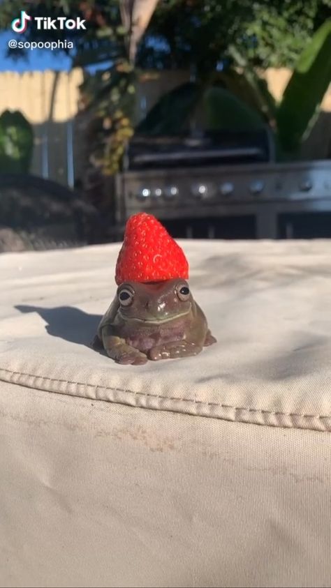 Strawberry Frog, Pet Frogs, Cute Pets, Frogs, Reptiles, Snapchat, Most Popular, Pet