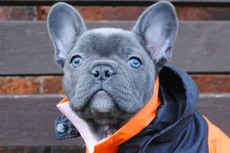 Grey French Bulldog Puppy, Blue French Bulldog, Grey French Bulldog, Baby French Bulldog, Blue Frenchie, French Bulldog For Sale, French Bulldog Breed, Bulldog Breeds, Blue French