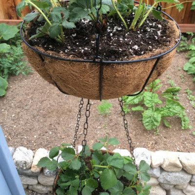 Make a Double Hanging Strawberry Basket   #gardeningtips   #strawberries Strawberry Hanging Basket, Strawberry Basket, Strawberry Planter, Indoor Plant Hangers, Strawberry Planters, Container Planting, Growing Strawberries, Basket Planters, Strawberry Plants