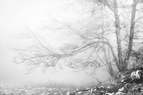 Forest in black and white. Foggy forest in black and white #Sponsored , #AD, #PAID, #black, #Foggy, #white, #Forest Foggy Forest Wallpaper, Foggy Forest Wallpaper Desktop, Forest Black And White, Landscape Wall Mural, Forest Black And White Photography, Snowy Dark Forest, Dark Hedges, White Forest, Tree Wall Murals