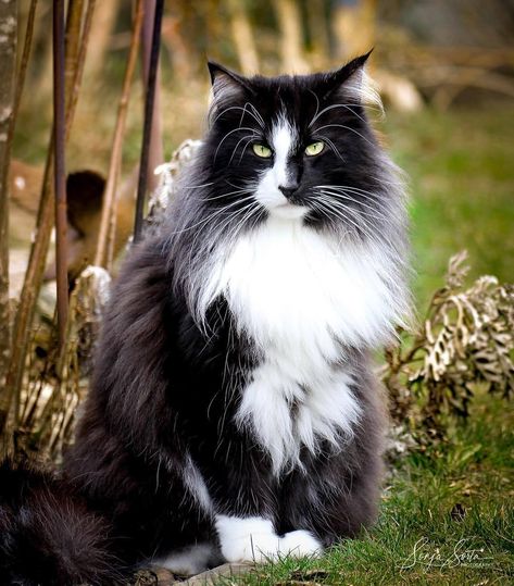 Beauty in all things... - Flynn, the Norwegian forest cat... Norwegian Cat, Cat Warrior, Black And White Cat, Norwegian Forest, Gorgeous Cats, Cat Pose, Forest Cat, Norwegian Forest Cat, Pretty Animals