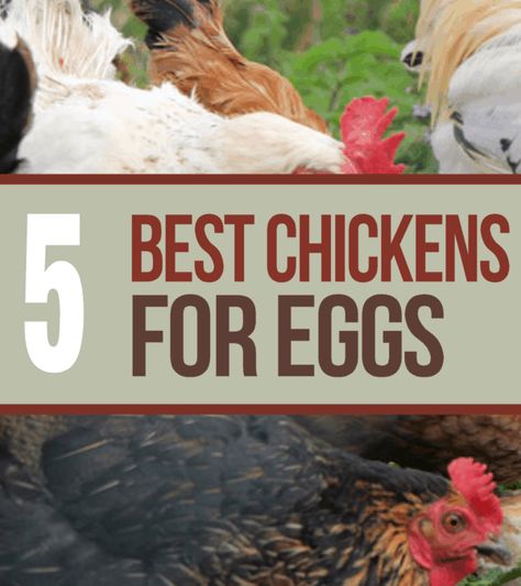 Increase egg production by adding one of these super laying breeds to your flock. Best Chickens For Eggs, Chicken Breeds For Eggs, Best Chicken Breeds, Chicken Coups, Laying Chickens Breeds, Chickens For Eggs, Best Egg Laying Chickens, Laying Chickens, Egg Laying Chickens