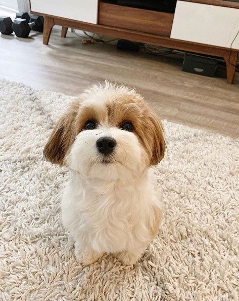 14 Pros and Cons of Havanese | PetPress Morkie Haircut Hairstyles, Havanese Dogs Haircuts, Morkie Haircut, Havanese Breeders, Havanese Grooming, Havanese Puppies For Sale, Dogs Aesthetic, Dog Grooming Styles, Havanese Dog