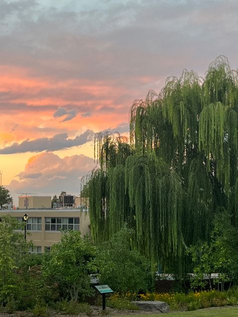 Willow Tree Sunset, Willows Aesthetic, Willow Tree Aesthetic, Taylor Swift Evermore Aesthetic, Life Was A Willow, Tiktok Aesthetics, Slay Aesthetic, Evermore Aesthetic, Aesthetic Playlist