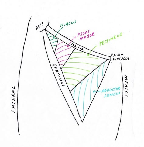 Floor of Femoral triangle ... (*) I P P Long Femoral Triangle, Lower Limb Anatomy, Limb Anatomy, Arteries Anatomy, Physical Therapy School, Anatomy Notes, Human Muscle Anatomy, Physical Therapy Assistant, Basic Anatomy