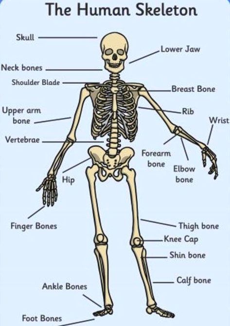 Skeleton Pictures, Forearm Bones, Skeleton Display, 206 Bones, Types Of Blood Cells, Body Skeleton, Low Bone Density, Types Of Bones, Biology Humor