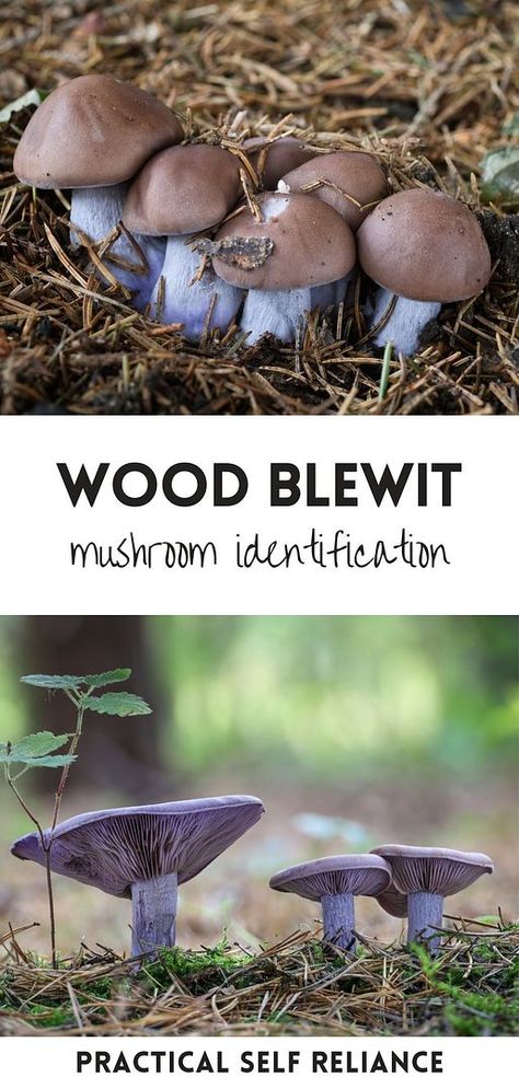 Master the art of Wood Blewit Mushroom Identification. These remarkable fungi, with their purple hue and distinct scent, are perfect for those keen on foraging. Learn the nuances of mushroom identification and more with our Foraging Mushrooms & Mushroom Identification collection. Blewit Mushroom, Wood Blewit, Foraging Mushrooms, Purple Mushrooms, Edible Wild Mushrooms, Wild Mushroom Recipes, Mushroom Guide, Lobster Mushroom, Growing Mushrooms At Home