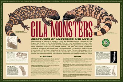 Gila Monster, Desert Animals, Animal Illustration, Animal Paintings