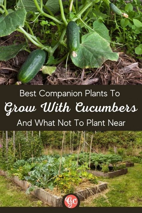 Plants To Grow Together, Cucumber Companion Plants, Potato Companion Plants, Strawberry Companion Plants, Growing Beans, Companion Planting Chart, Cucumber Gardening, Companion Planting Vegetables, Raised Vegetable Gardens