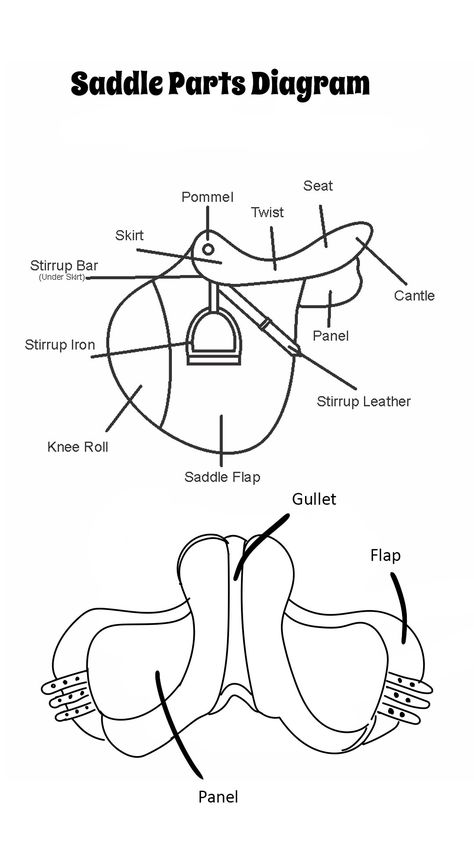 English Saddle Parts Diagram Dressage Movements, Horse Education, Horse Lessons, Horse Information, Horse Exercises, Horse Facts, Horse Info, Horse Anatomy, Horse Camp