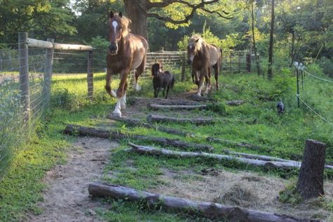 Rotational Grazing, Paddock Trail, Horse Farm Ideas, Horse Paddock, Horse Barn Ideas Stables, Equine Care, Paddock Paradise, Horse Shelter, Dream Horse Barns