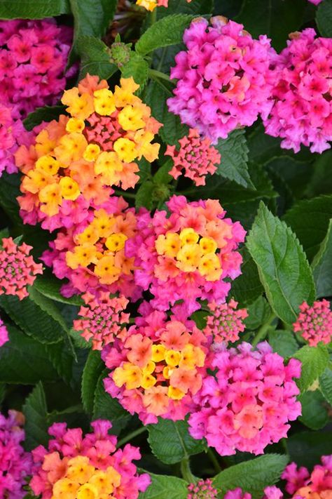 Lantana Flower, Winnetka Illinois, Lantana Camara, Best Flower Pictures, Low Water Gardening, Potted Plants Outdoor, Fast Growing Plants, Low Maintenance Plants, Bedding Plants