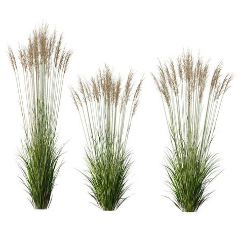 Plants Molinia Caerulea Heidebraut Kleines Pfeifengras Version03 Ground Plants, Grass Bushes, Molinia Caerulea, Plants Vector, Landscape Architecture Graphics, Bush Garden, Plant Vector, Dried Bouquet, Architecture Graphics