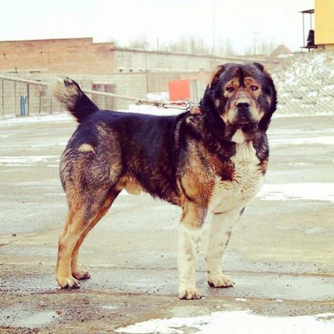 Georgian Shepherd, Georgian Mountain Dog, Qartuli Nagazi, Nagazi Georgian Shepherd, Unique Dogs, Big Dog Breeds, Dog Anatomy, Dane Dog, Water Dog, Mixed Breed Dogs, Mountain Dog, Wolf Dog