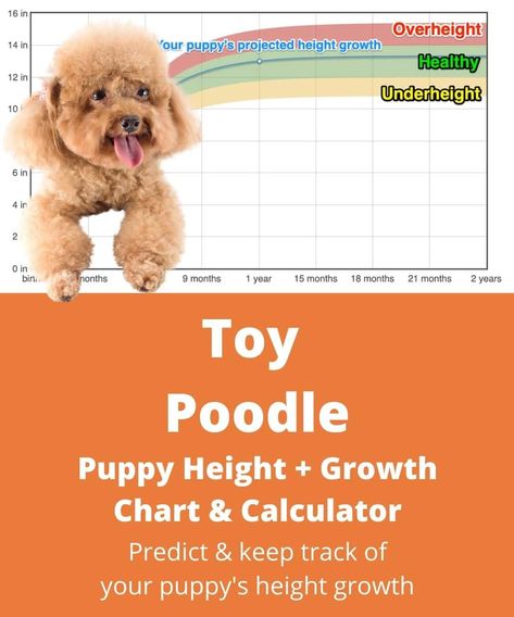 Estimate the adult height of your Toy Poodle puppy using our simple and free Toy Poodle puppy height calculator! Find out more at TheGoodyPet.com! Toy Poodle Size, Miniature Poodle Puppy, Toy Poodle Puppy, Puppy Stages, Dog Dna Test, Height Growth, Poodle Mom, Weight Charts, Toy Poodle Puppies