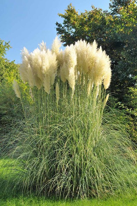 Pampas Grass Landscape, White Pampas, Grass Landscape, Pampas Grass Decor, Grasses Landscaping, Grasses Garden, Front Landscaping, Backyard Makeover, Ornamental Grasses