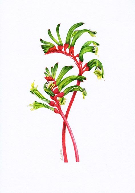 Kangaroo Paw Botanical Illustration ~ Australian Geographic Magazine Issue 130 - Heidi Willis Kangaroo Paw Tattoo, Paws Drawing, Heidi Willis, Paw Drawing, Paw Painting, Paw Tattoo, Kangaroo Paw, Magazine Issue, Elegant Red