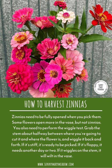 Use this helpful tip when you're harvesting zinnias. Where To Cut Zinnias, Save Zinnia Seeds, Harvesting Zinnia Seeds, Oklahoma Carmine Zinnia, Oklahoma Salmon Zinnia, Growing Cut Flowers, Container Gardening Flowers, Cut Flower Garden, Rose Bush