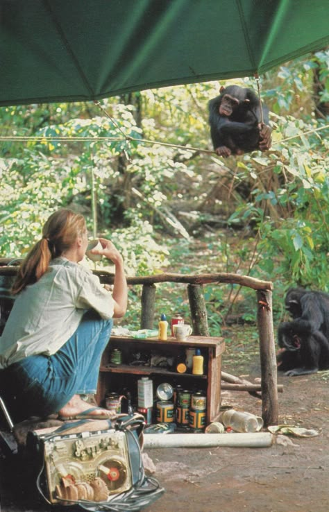 Retro Hiking, A Well Traveled Woman, Wildlife Biologist, Jane Goodall, A Monkey, Fig Tree, Wildlife Conservation, Marine Biology, Environmental Science