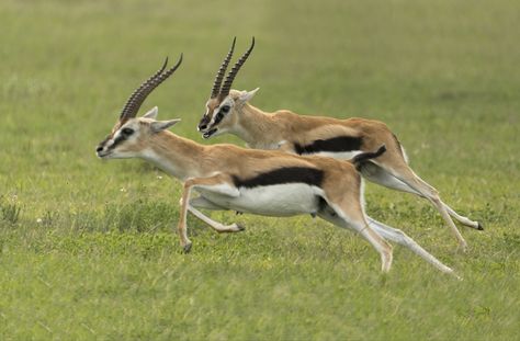 The Thomson's Gazelle Thomson's Gazelle, White Gazelle, Thomson Gazelle, African Antelope, African Plains, Deer Species, Derpy Hooves, Animal Action, Cat Sanctuary