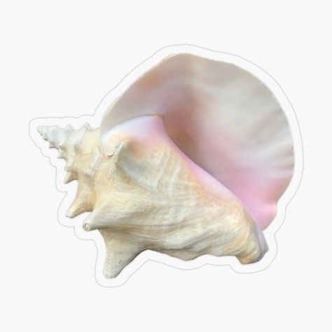 Pink Shell #summer #pink #pinkshell #shell #sticker #stickershell Get my art printed on awesome products. Support me at Redbubble #RBandME: https://www.redbubble.com/i/sticker/Pink-Shell-by-HappyPeel/161371008.O9UDB?asc=u Summer Stickers Aesthetic, Shell Sticker, Pink Beach, Explosion Box, Cute Icons, Cute Stickers, Sea Shells, Awesome Products, My Art