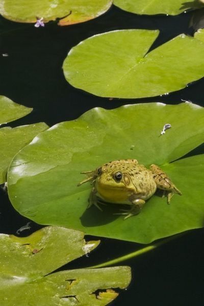 Laurentians Quebec, Laurentian Mountains, Frog On Lilypad, Pond Frog, Quebec Province, Frog On Lily Pad, Lily Water, Common Frog, Pond Art