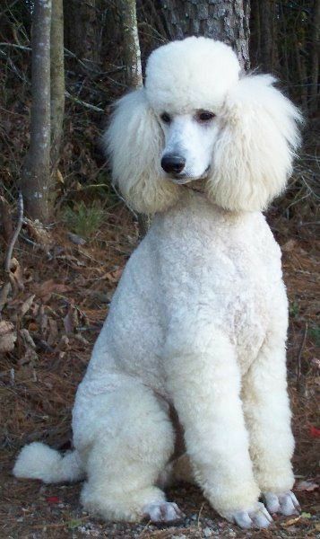 Dog Vest Diy, White Poodle Puppy, White Standard Poodle, Poodle White, Anjing Poodle, Poodle Hair, Poodle Puppy Standard, Poodle Cuts, Pretty Poodles