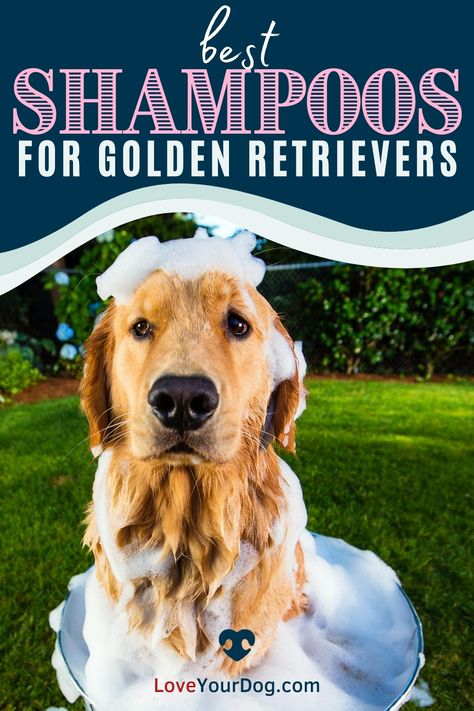 Golden Retriever Supplies, Golden Retriever Grooming Tips, Golden Retriever Essentials, Golden Retriever Puppy Must Haves, Golden Retriever Must Haves, How To Groom A Golden Retriever At Home, Golden Retriever Tips, Golden Retriever Haircut Styles, Golden Retriever Grooming Styles