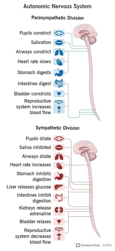 Parasympathetic Vs Sympathetic, Nervous System Parts, Medical Vocabulary, Nervous System Anatomy, Study Things, Learn Biology, Human Physiology, Basic Anatomy, Nurse School