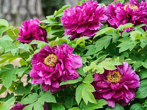 Plant database entry for Chinese Tree Peony (Paeonia x suffruticosa 'Luoyang Hong') with 8 images and 18 data details. Paeonia Suffruticosa, Chinese Tree, Tree Peony, Luoyang, Fall Wedding Flowers, My Flower, Fall Wedding, Peonies, Good Luck