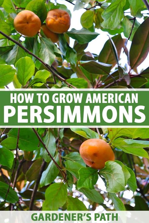 American persimmons are the perfect fruit tree for the beginning gardener. They don’t need extensive pruning or pest control to produce a healthy harvest. Straight from the tree, the fruit is… More