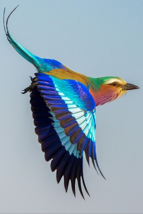 Birds Flying Photography, Lilac Breasted Roller, Bird Flying, Most Beautiful Birds, Beautiful Bird, Colorful Bird, Exotic Birds, Tropical Birds, Pretty Birds