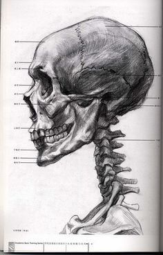 Human Anatomy Art Sketches, Skull Anatomy Drawing Study, Skeleton Anatomy Drawing, Skull Anatomy Drawing, Anatomy Drawing Study, Medical Drawings, Skull Anatomy, Art Charcoal, Human Anatomy Drawing